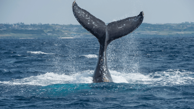 whale watching cork